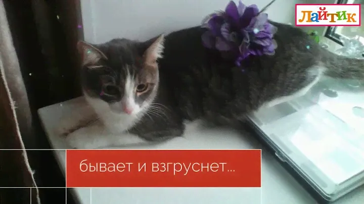 Странички из жизни одного кота. Детская кровать и кот. Интернет-магазин "Лайтик"